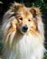 photo de chien Colley reprsent en tableau
